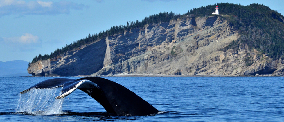 Forillon - Observation des baleines, Le Qc maritime - Marc Loiselle